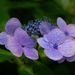20070720_yamaguchitrip_0591